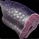 Crescent Saberfish Flesh