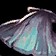 Dull Spined Clam