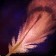 Iridescent Plume