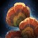 Mycobloom