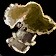 Pan-Seared Mycobloom