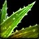 Swiftthistle