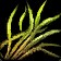 Pickled Bloom Shoots