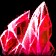 Crimson Spinel