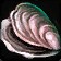 Thick-Shelled Clam