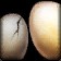 Small Egg