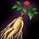 Ginseng