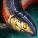 Emperor Salmon